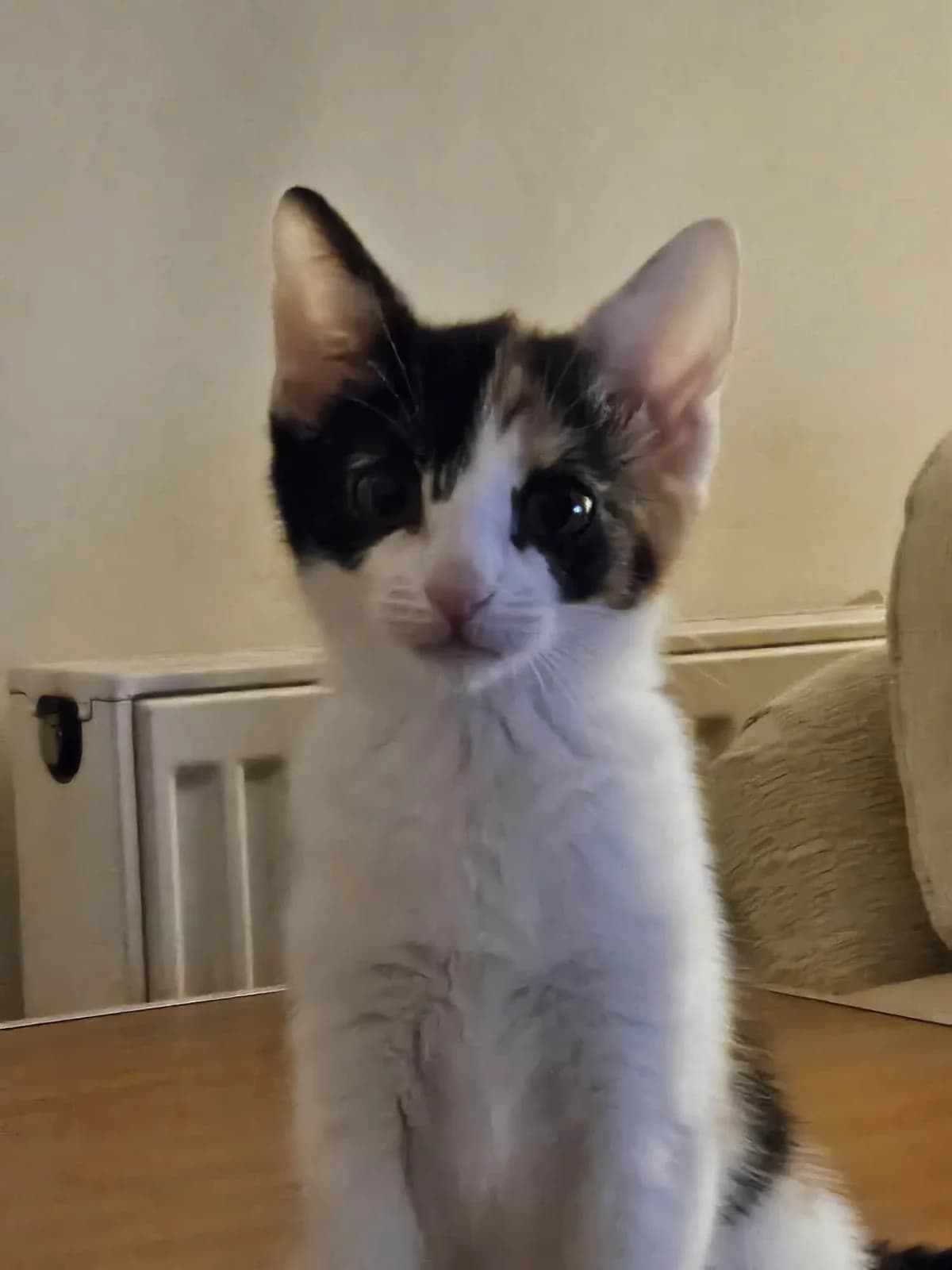Cody, Connie & Cora, puppy Mixed Breed for adoption at Heronbank Cat Rescue