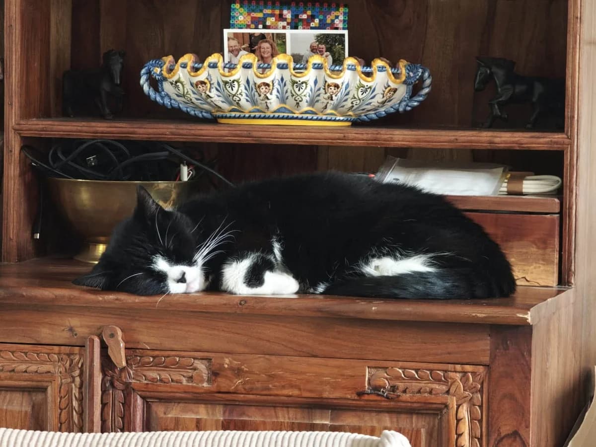 Flower, female Mixed Breed for adoption at Heronbank Cat Rescue