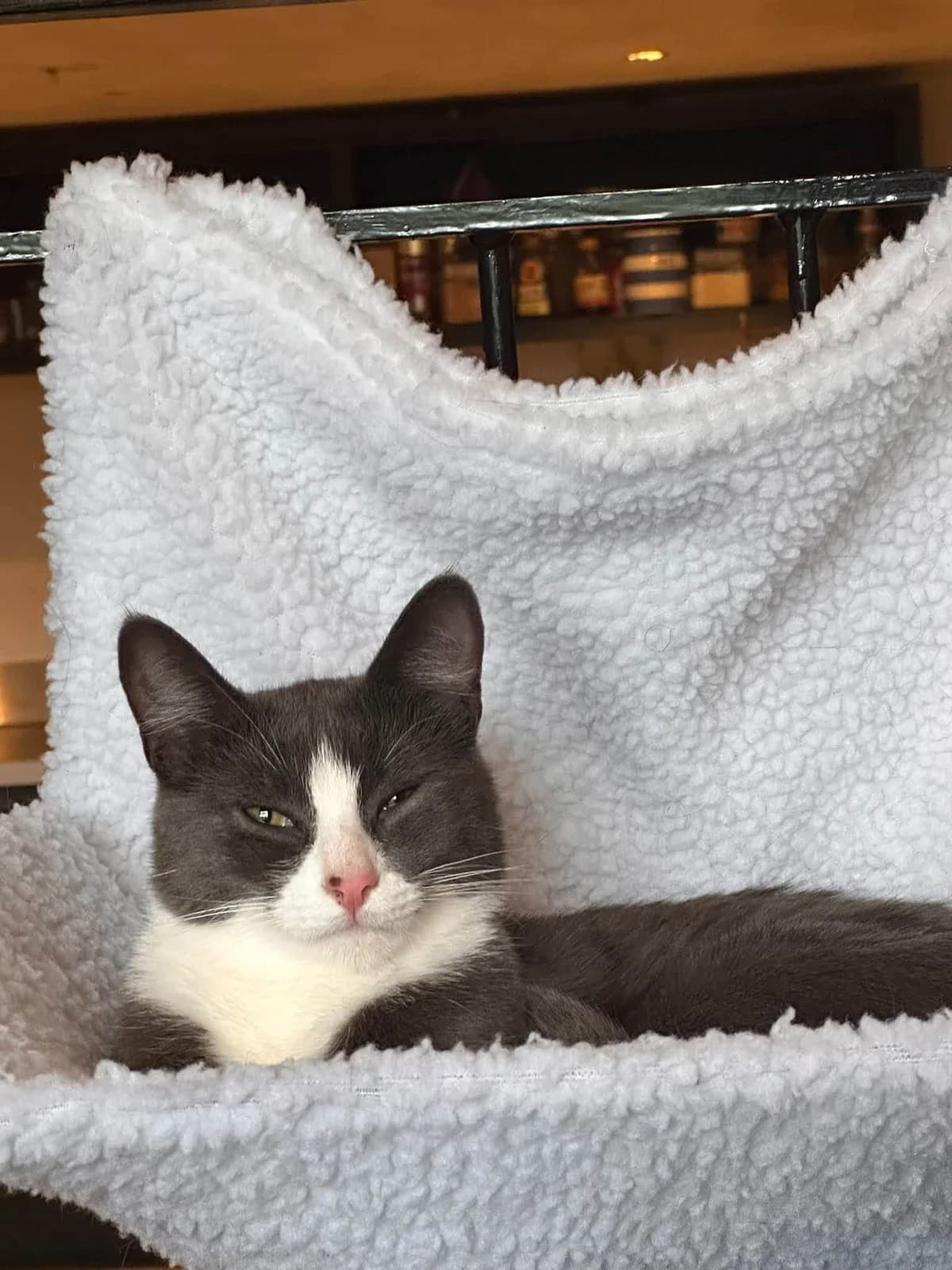 Ivy, female young Mixed Breed for adoption at Heronbank Cat Rescue