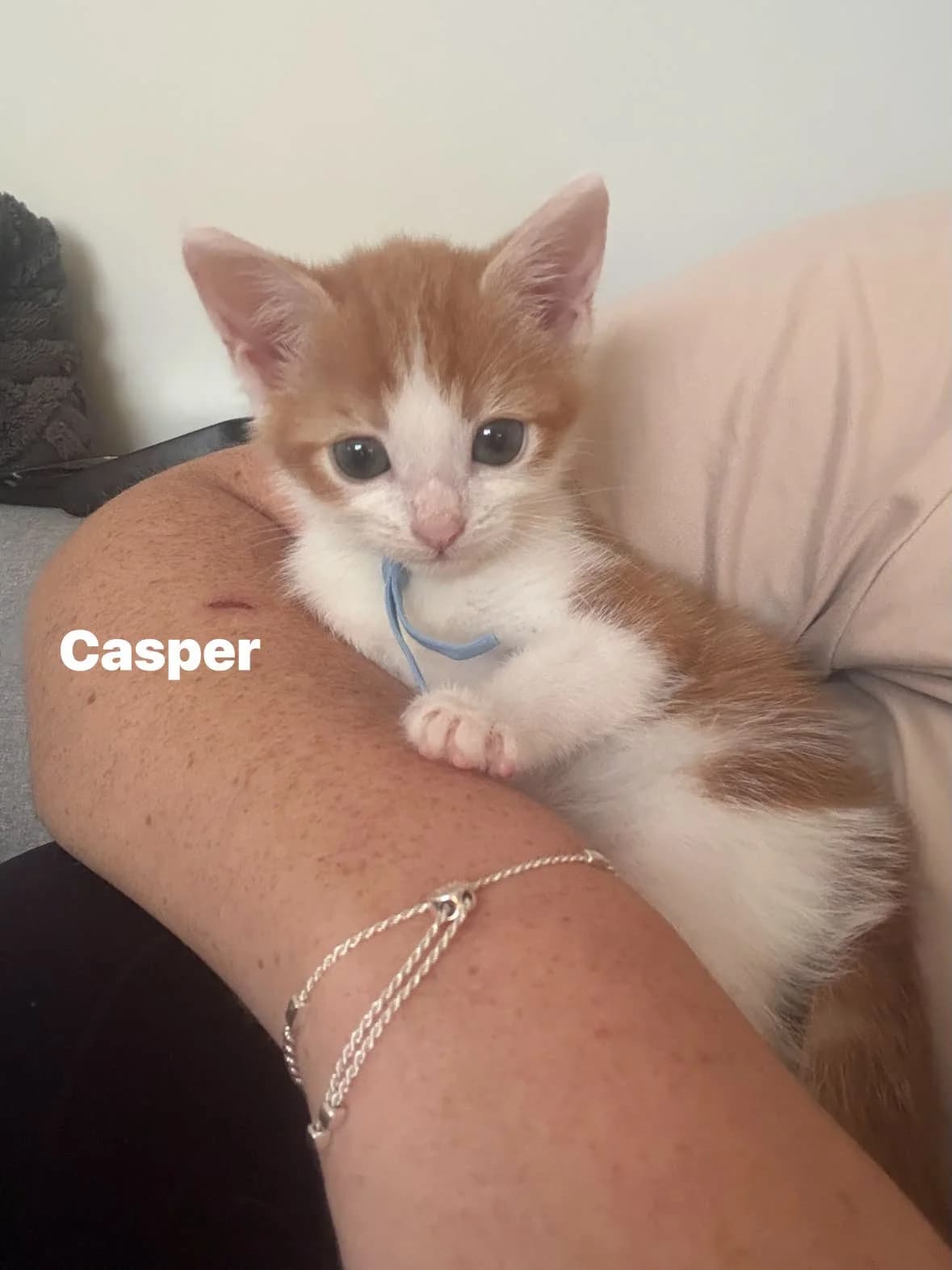 Casper, Cato & Carol-Ann, puppy Mixed Breed for adoption at Heronbank Cat Rescue