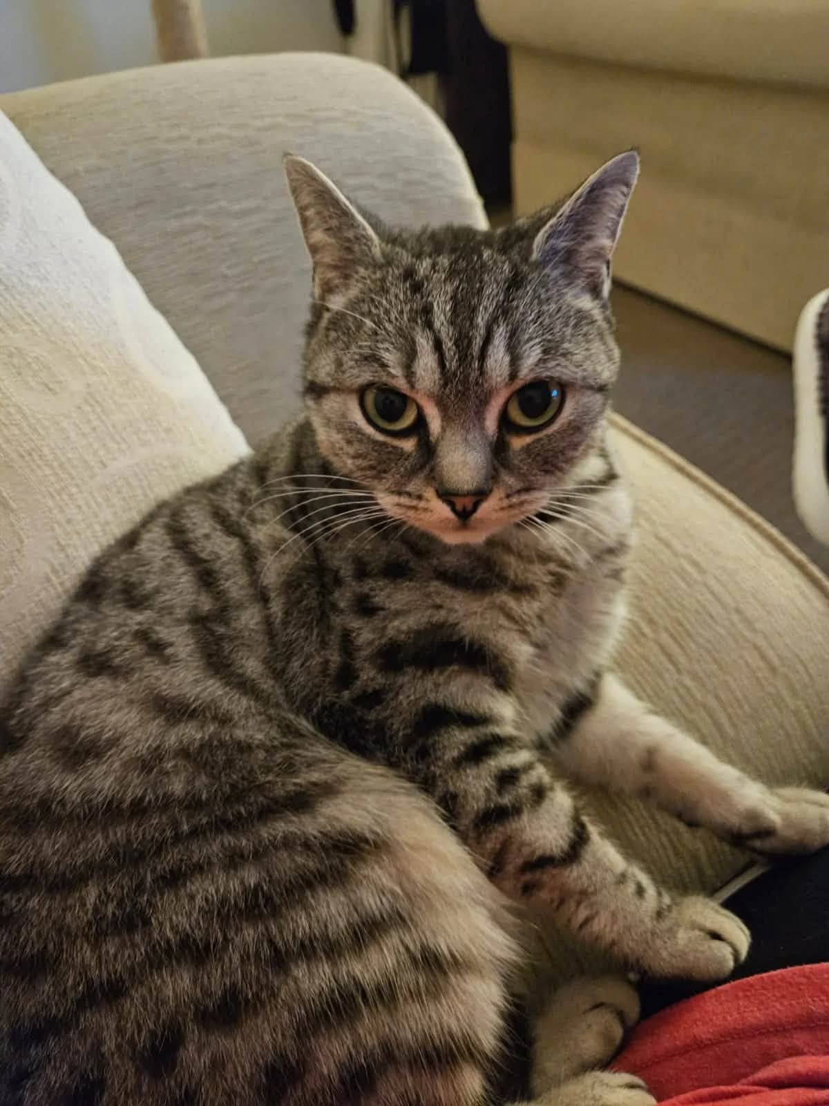 Margot, female Mixed Breed for adoption at Heronbank Cat Rescue