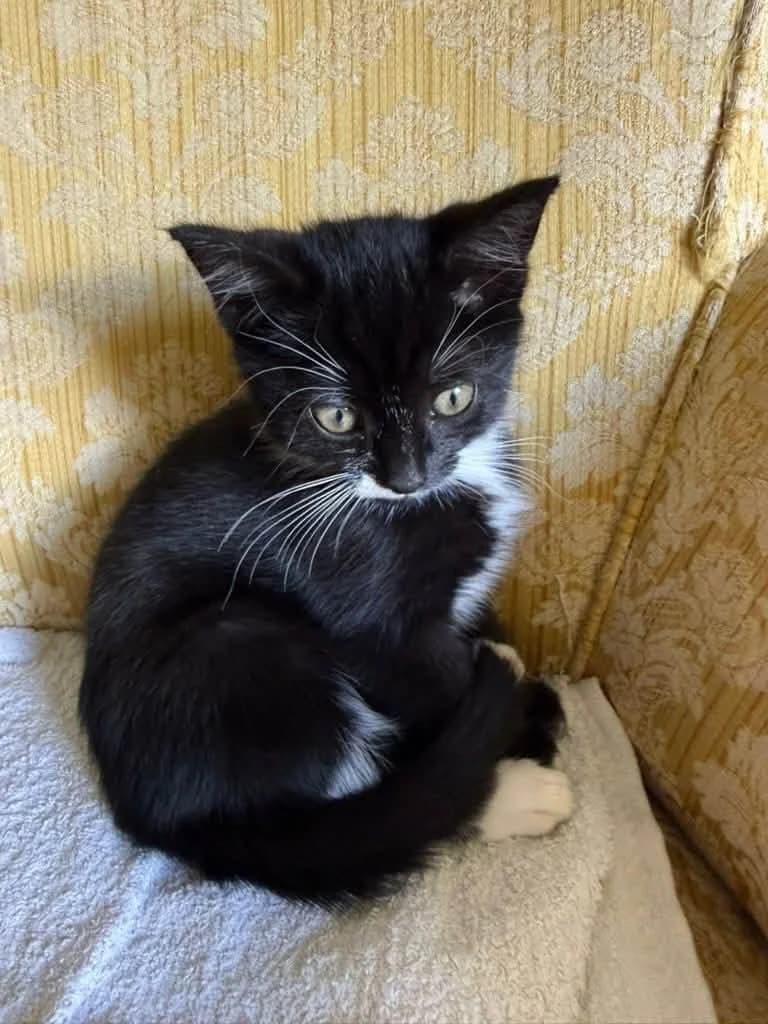 Linguini & Lorna, female puppy Mixed Breed for adoption at Heronbank Cat Rescue