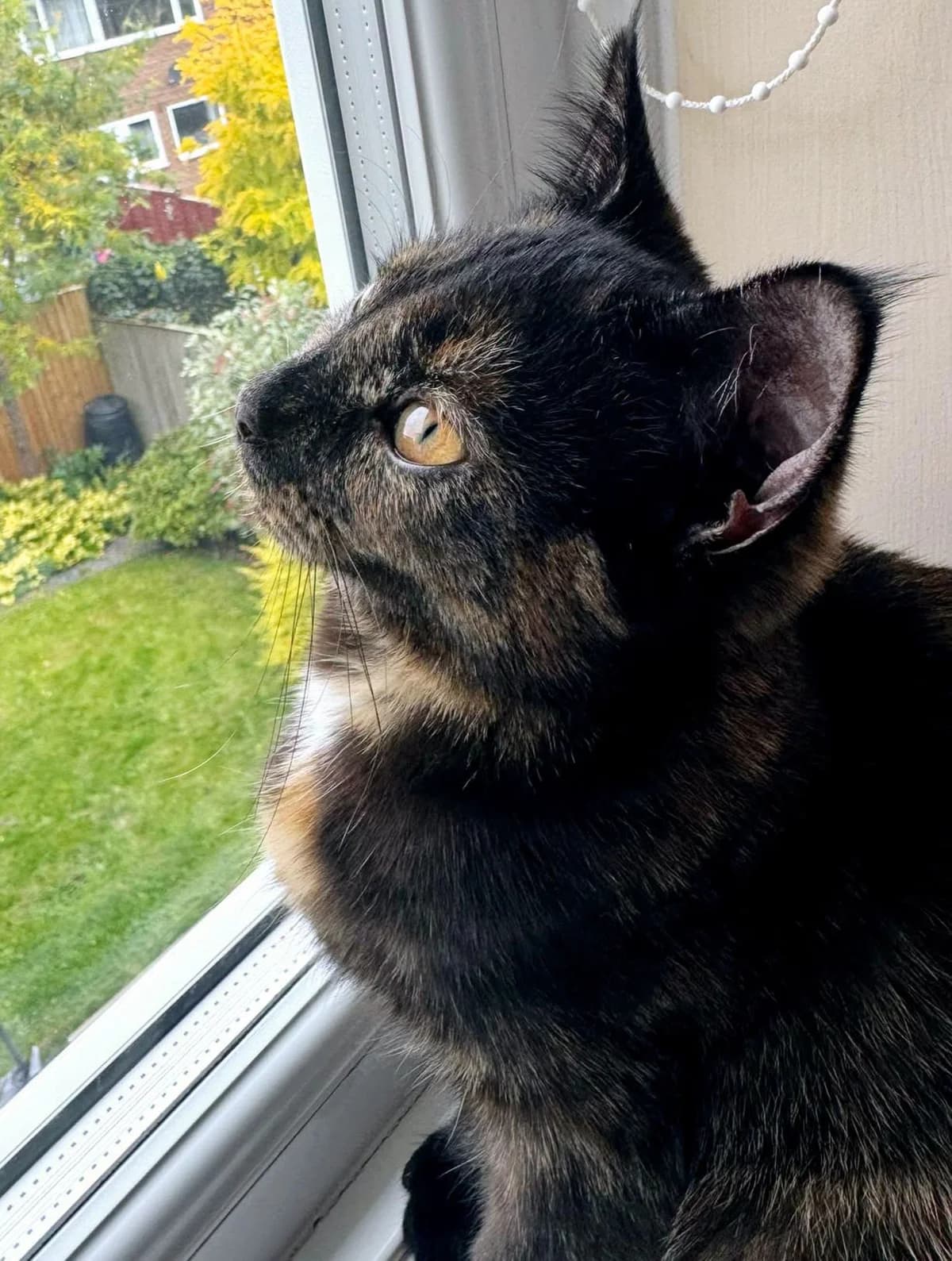 Quartz, female puppy Mixed Breed for adoption at Heronbank Cat Rescue