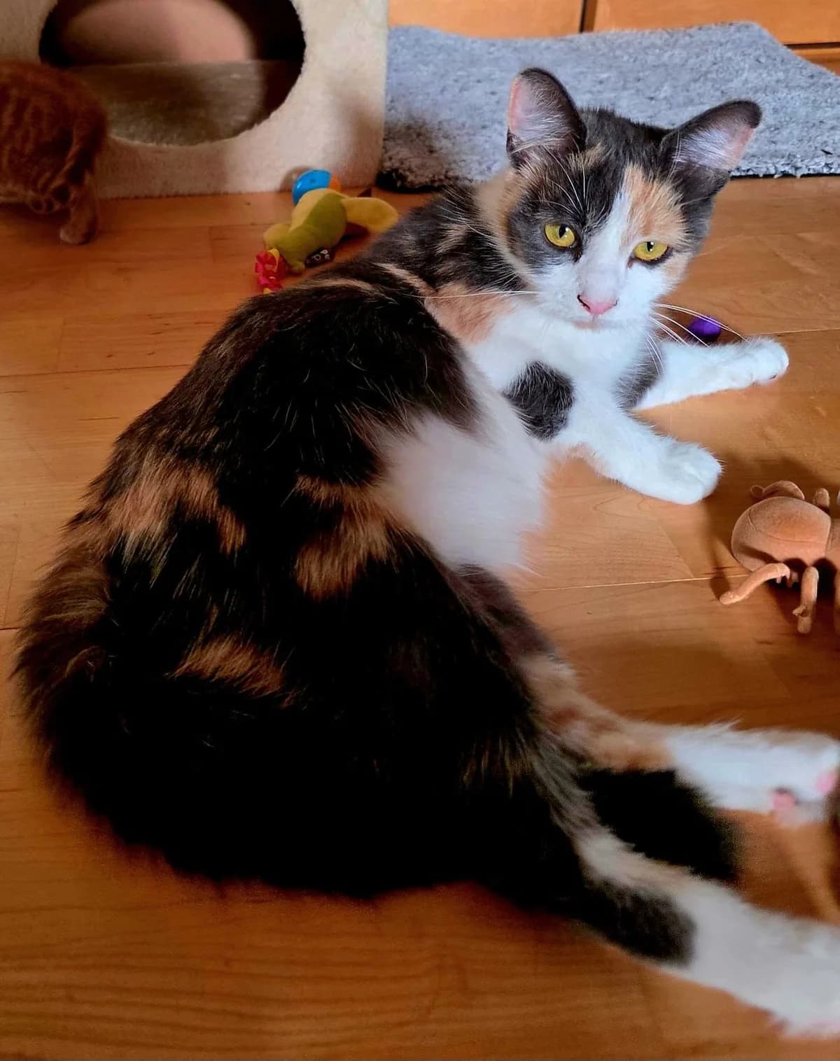 Galadriel, female young Mixed Breed for adoption at Heronbank Cat Rescue