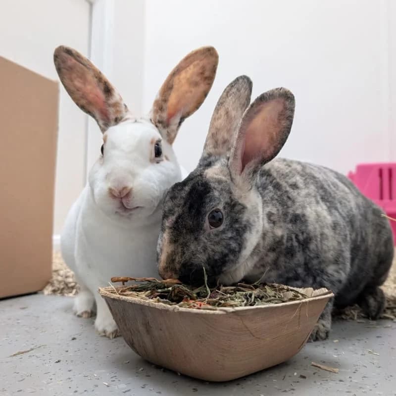 Blaine and Copperfield, 3yo Mixed Breed for adoption at Humane Education Society