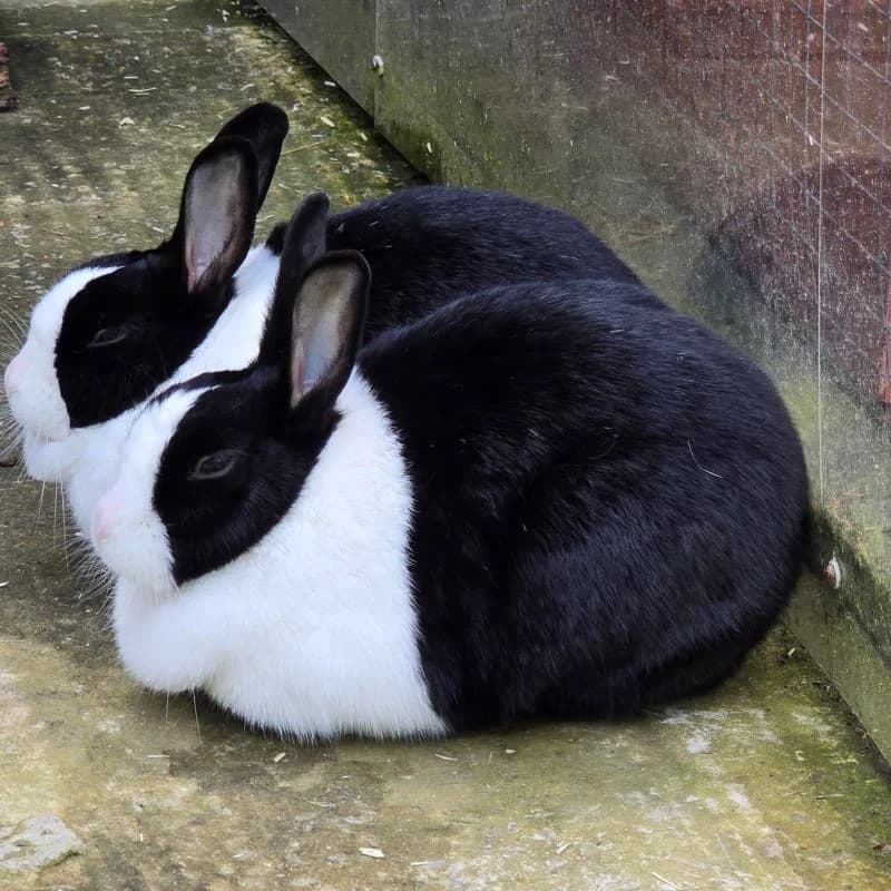 Carisa Hendrix & Dorothy Deitrich, female young Mixed Breed for adoption at Humane Education Society