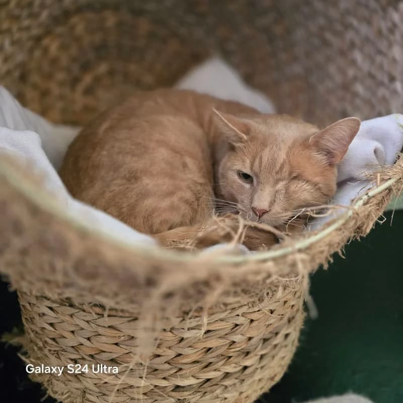 Curtis, male 3yo Mixed Breed for adoption at Humane Education Society