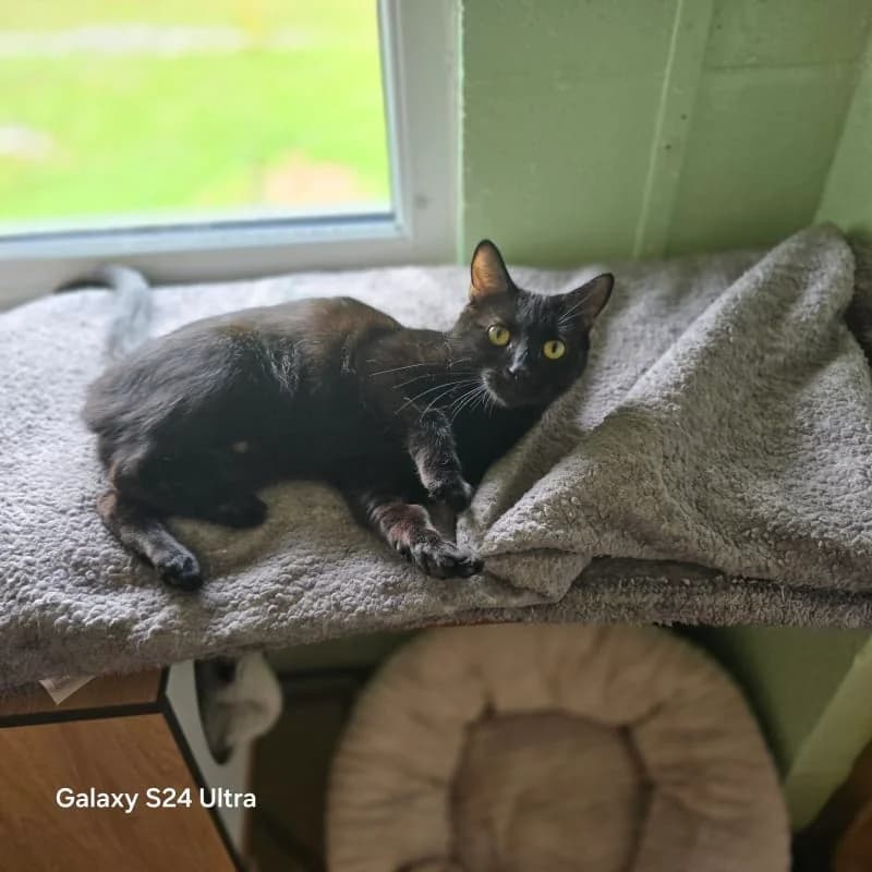 Janice, young Mixed Breed for adoption at Humane Education Society