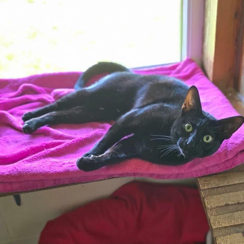 Lyla, 4yo Mixed Breed for adoption at Humane Education Society