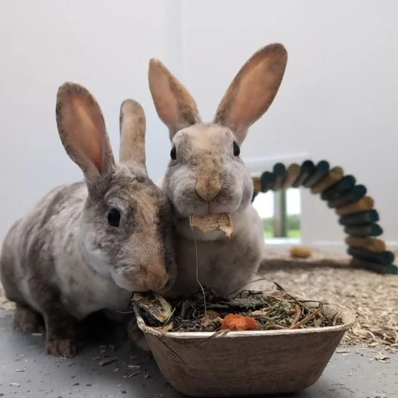 Madam Adelaide and Princess Tenko, female 3yo Mixed Breed for adoption at Humane Education Society