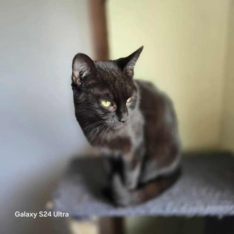 Maitai, female 7yo Mixed Breed for adoption at Humane Education Society
