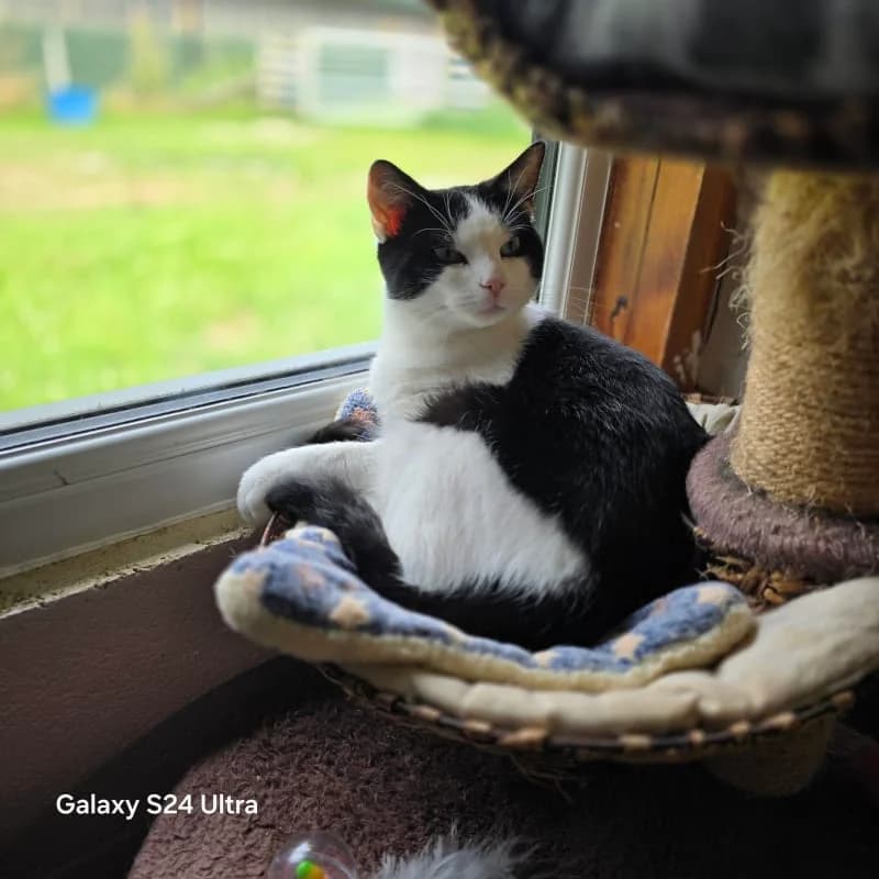 Memphis, young Mixed Breed for adoption at Humane Education Society