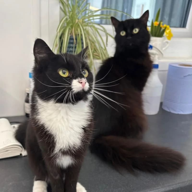 Ophelia & Octavia, young Mixed Breed for adoption at Humane Education Society