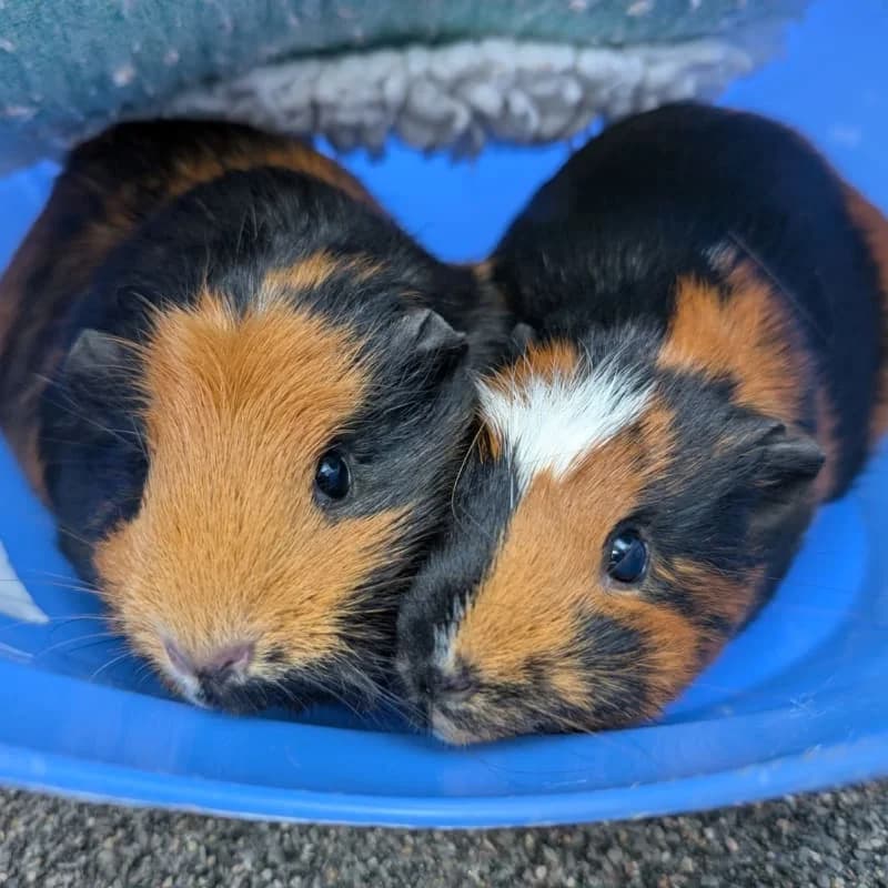 Pumpkin & Crumpet, female puppy Mixed Breed for adoption at Humane Education Society