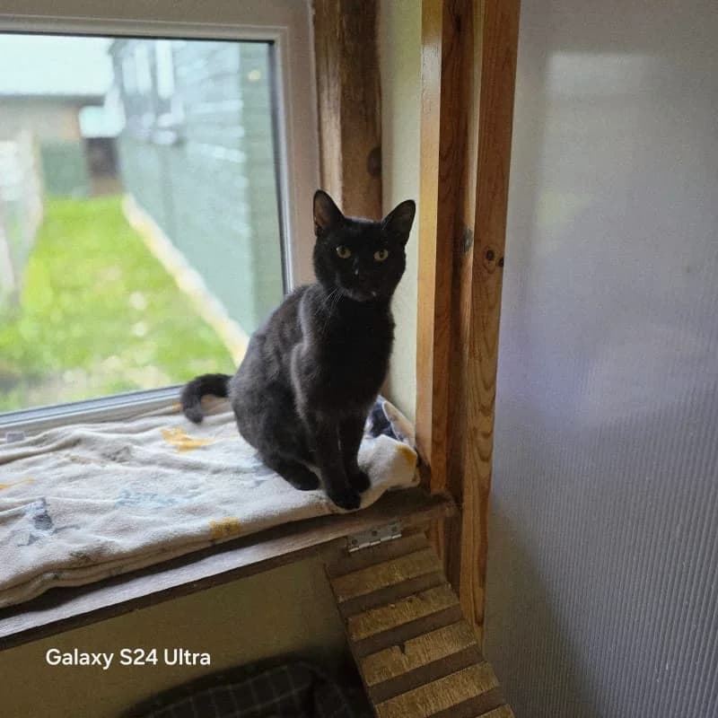 Raven, female 5yo Mixed Breed for adoption at Humane Education Society