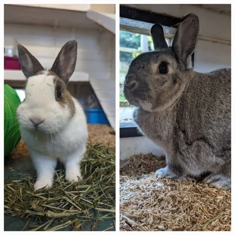 Smudge and Lilly, female 7yo Mixed Breed for adoption at Humane Education Society