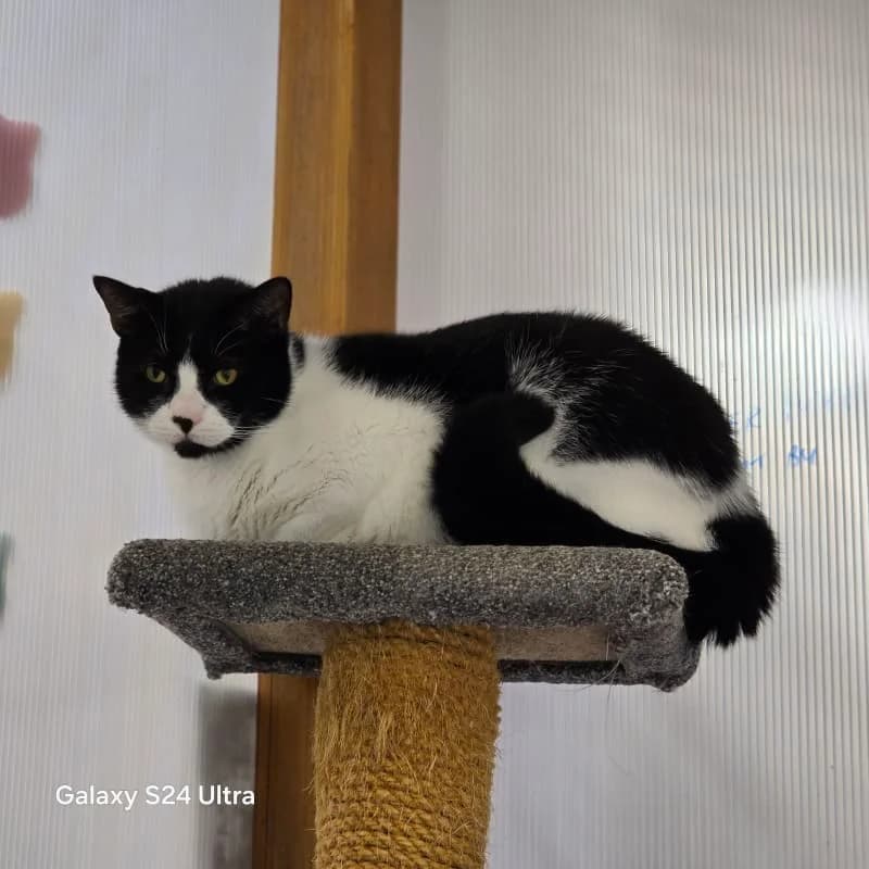 Spiro, male 4yo Mixed Breed for adoption at Humane Education Society