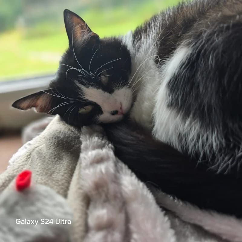 Swift, young Mixed Breed for adoption at Humane Education Society