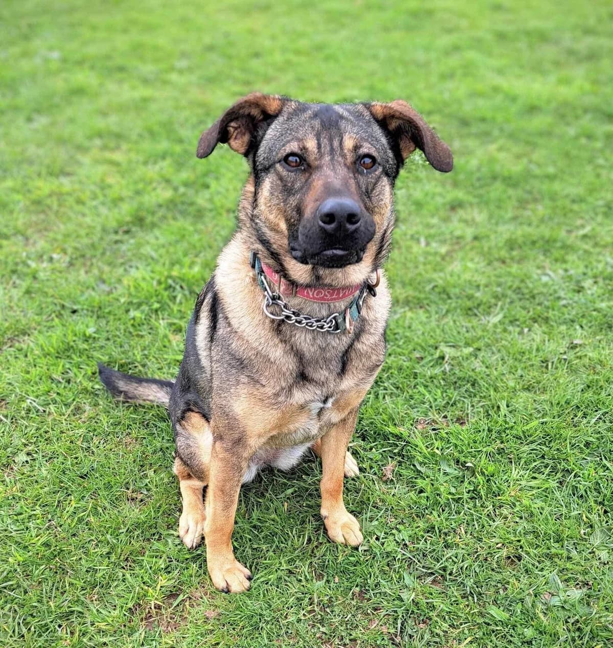 Luna, female Mixed Breed for adoption at High Hopes Dog Rescue