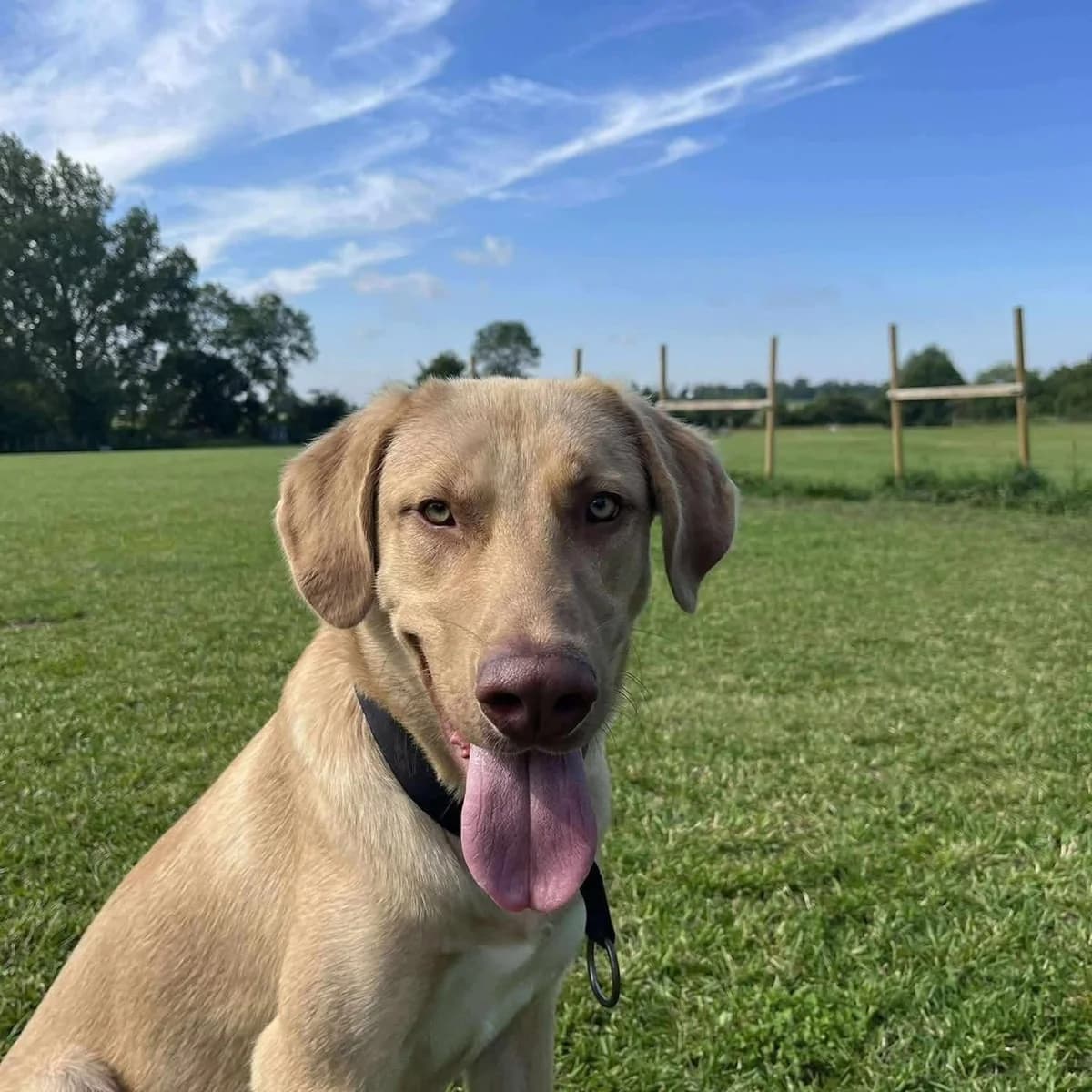 Monty, male young Mixed Breed for adoption at High Hopes Dog Rescue