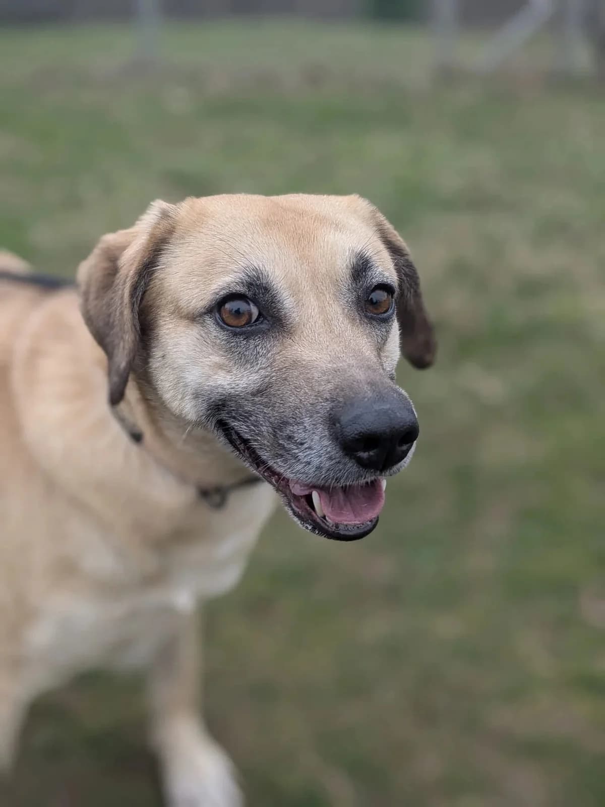 Penny, female 4yo mixed breed for adoption at High Hopes Dog Rescue