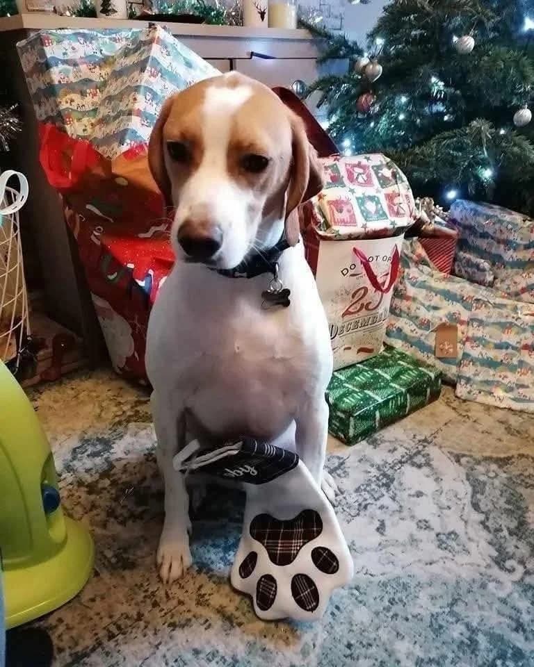Toby, male 5yo Mixed Breed for adoption at High Hopes Dog Rescue