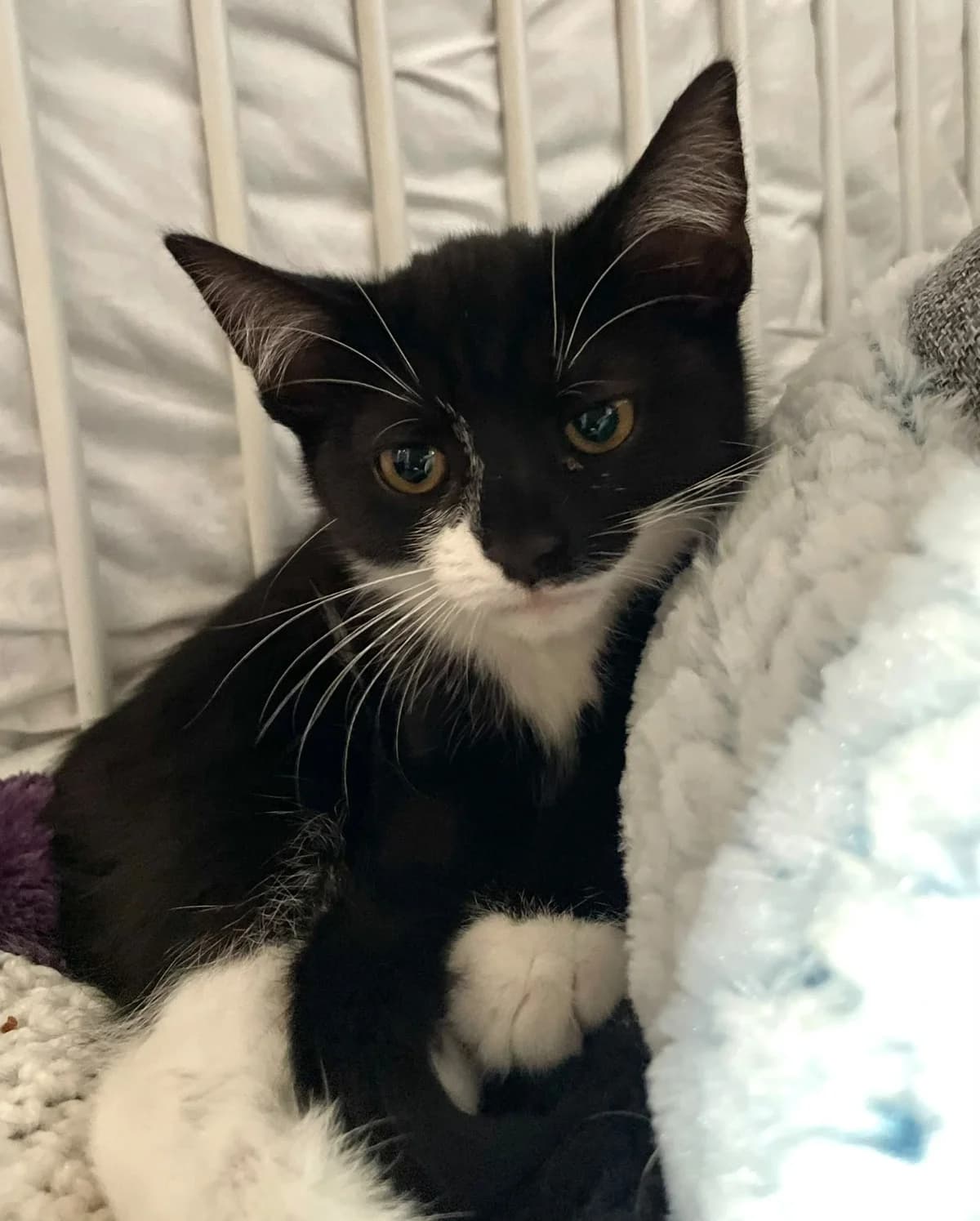 5 x Kittens, female puppy Mixed Breed for adoption at Holbrook Animal Rescue