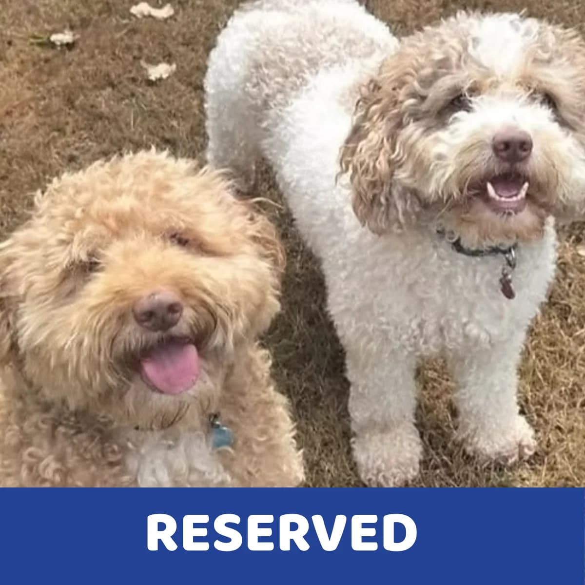 Archie & Barney, Mixed Breed for adoption at Holbrook Animal Rescue