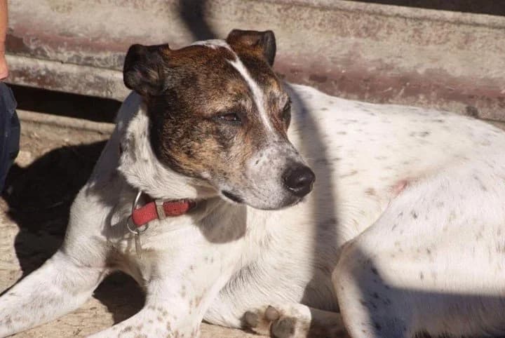 Freddie, Mixed Breed for adoption at Holbrook Animal Rescue