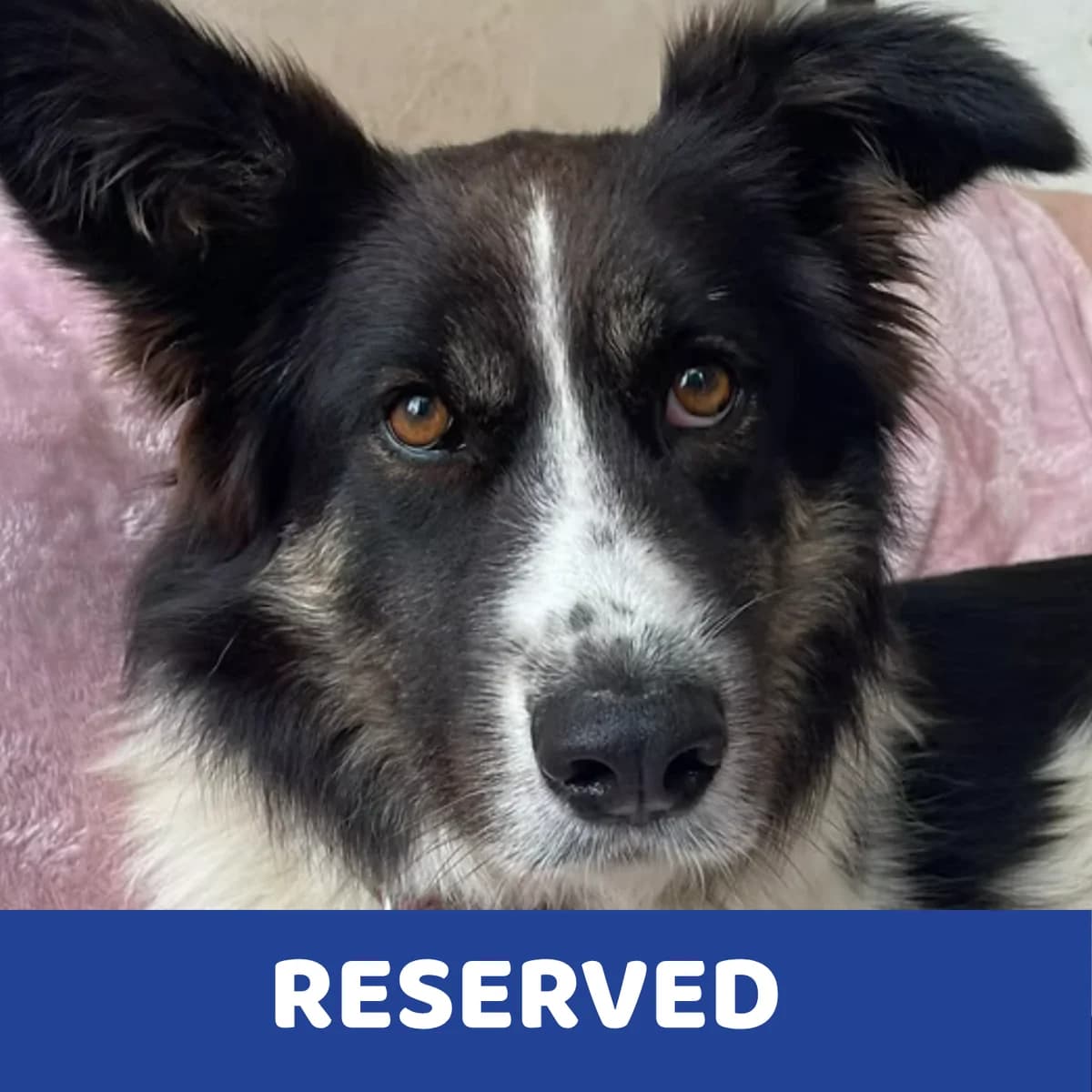 Hera, female Mixed Breed for adoption at Holbrook Animal Rescue