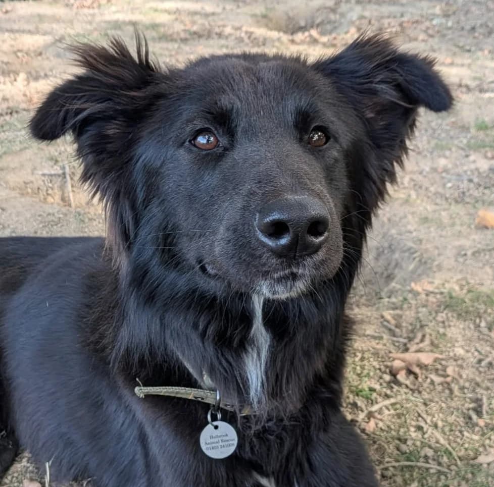 Kravitz, Mixed Breed for adoption at Holbrook Animal Rescue