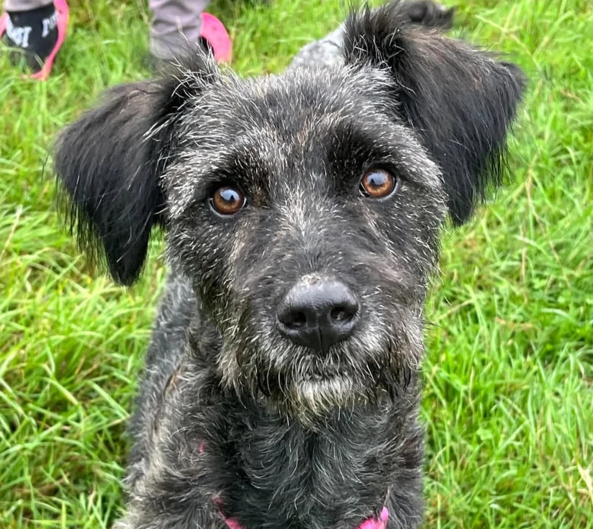 Mabel, female Mixed Breed for adoption at Holbrook Animal Rescue