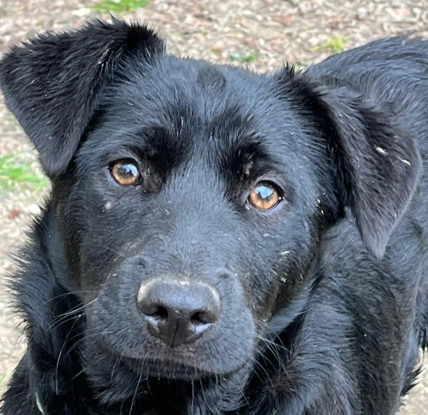 Tom, Mixed Breed for adoption at Holbrook Animal Rescue