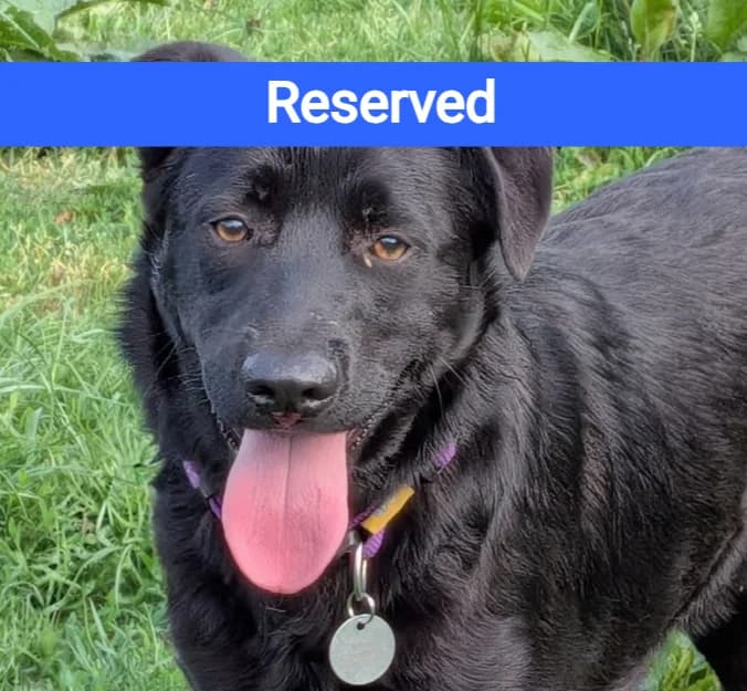 Tom, Mixed Breed for adoption at Holbrook Animal Rescue