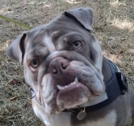 Wilson, Mixed Breed for adoption at Holbrook Animal Rescue