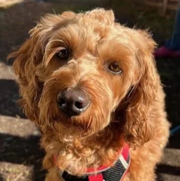 Xena, female Mixed Breed for adoption at Holbrook Animal Rescue