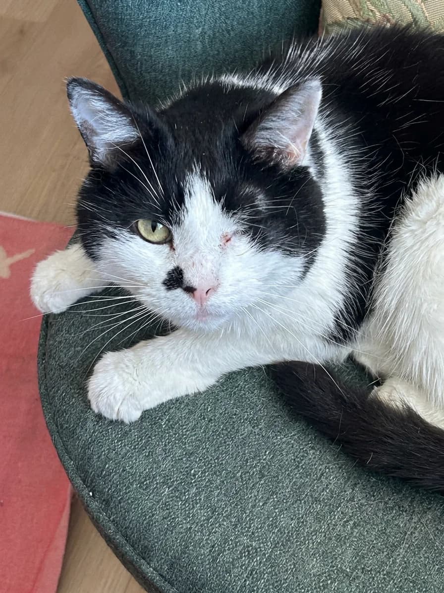 Isabelle, female Mixed Breed Cat for adoption at Holly