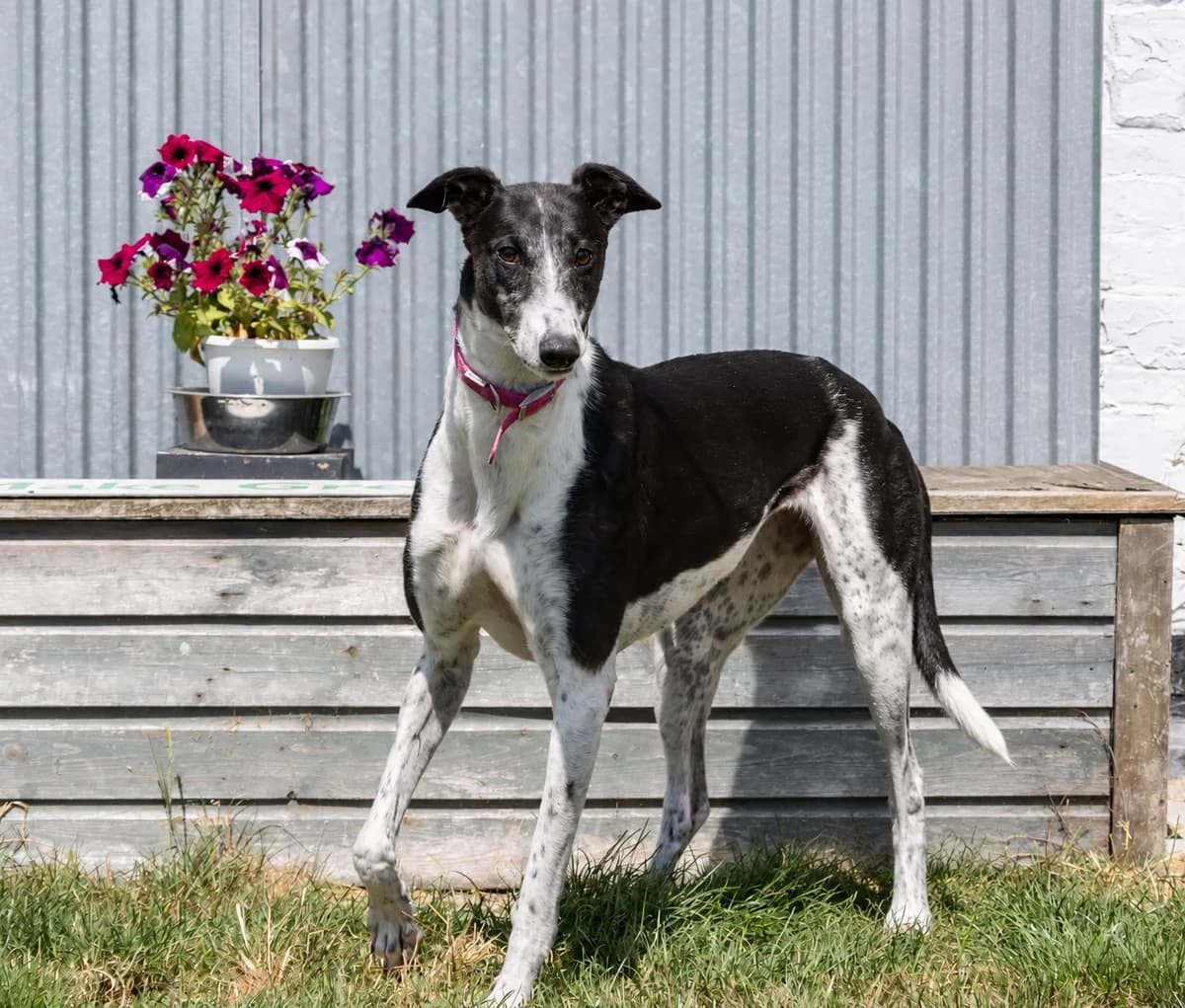 AGGIE (UNLOCK UNBLOCK), black and white male Greyhound for adoption at Home Run Hounds Greyhound Charity