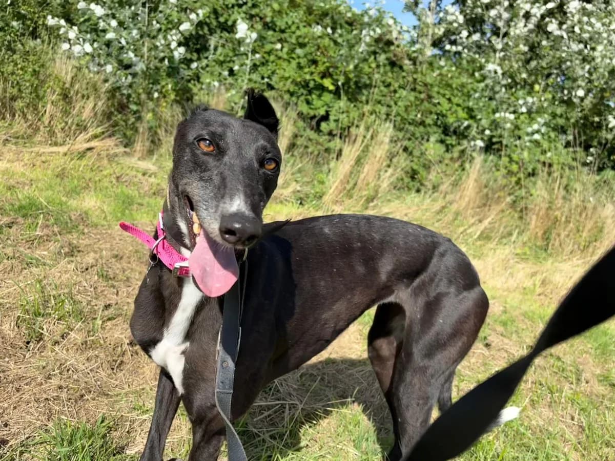 ANNA (MONBEG ANNA), black male Greyhound for adoption at Home Run Hounds Greyhound Charity