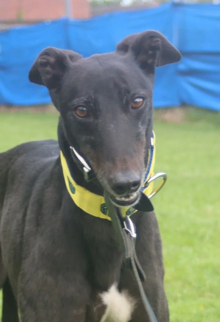 APRIL (AERO APRIL), black male Greyhound for adoption at Home Run Hounds Greyhound Charity