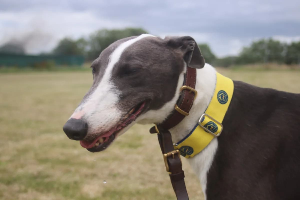 BADGER (AERO HARAKA), black and white male Greyhound for adoption at Home Run Hounds Greyhound Charity