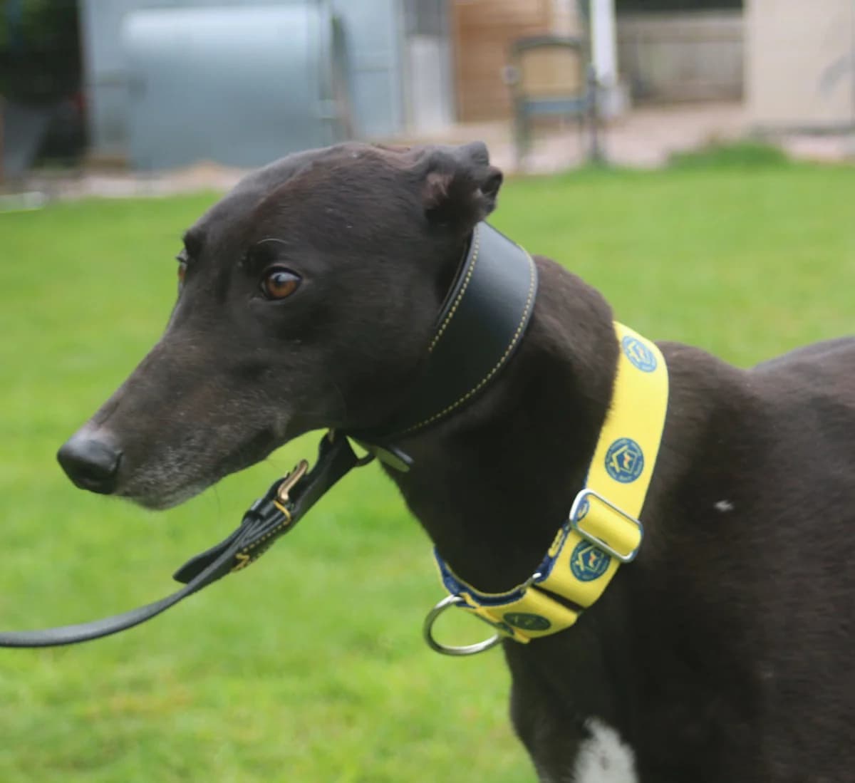 BALE (AERO BALE), black male Greyhound for adoption at Home Run Hounds Greyhound Charity