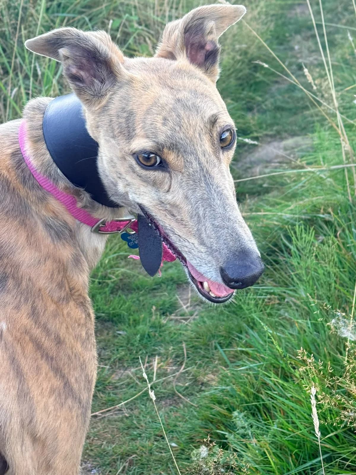 BELLA (BALLYMAC BELLA), blue brindle male 3yo Greyhound for adoption at Home Run Hounds Greyhound Charity