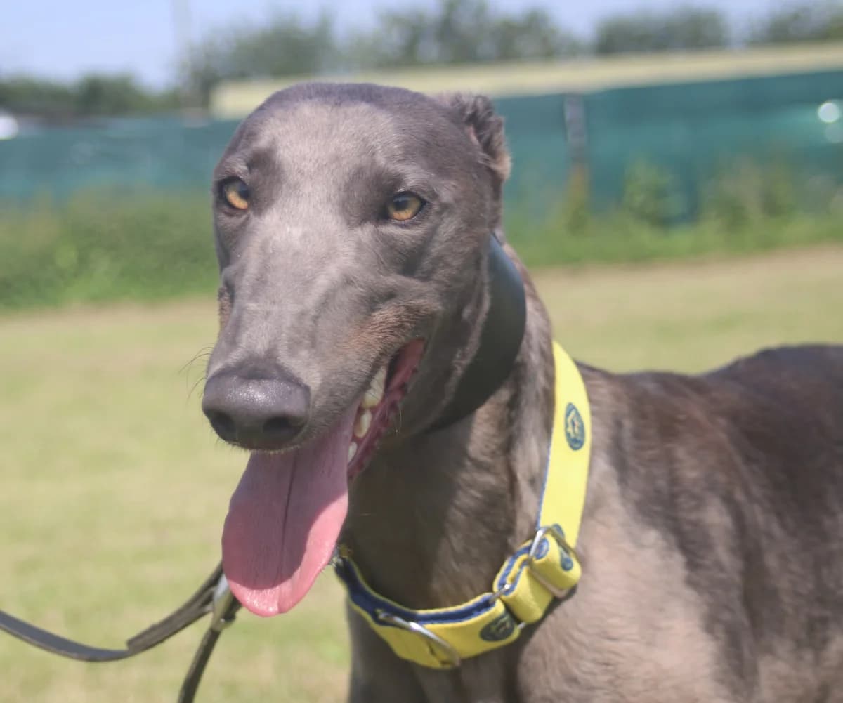 BEN (NEWINN BEN), black male Greyhound for adoption at Home Run Hounds Greyhound Charity