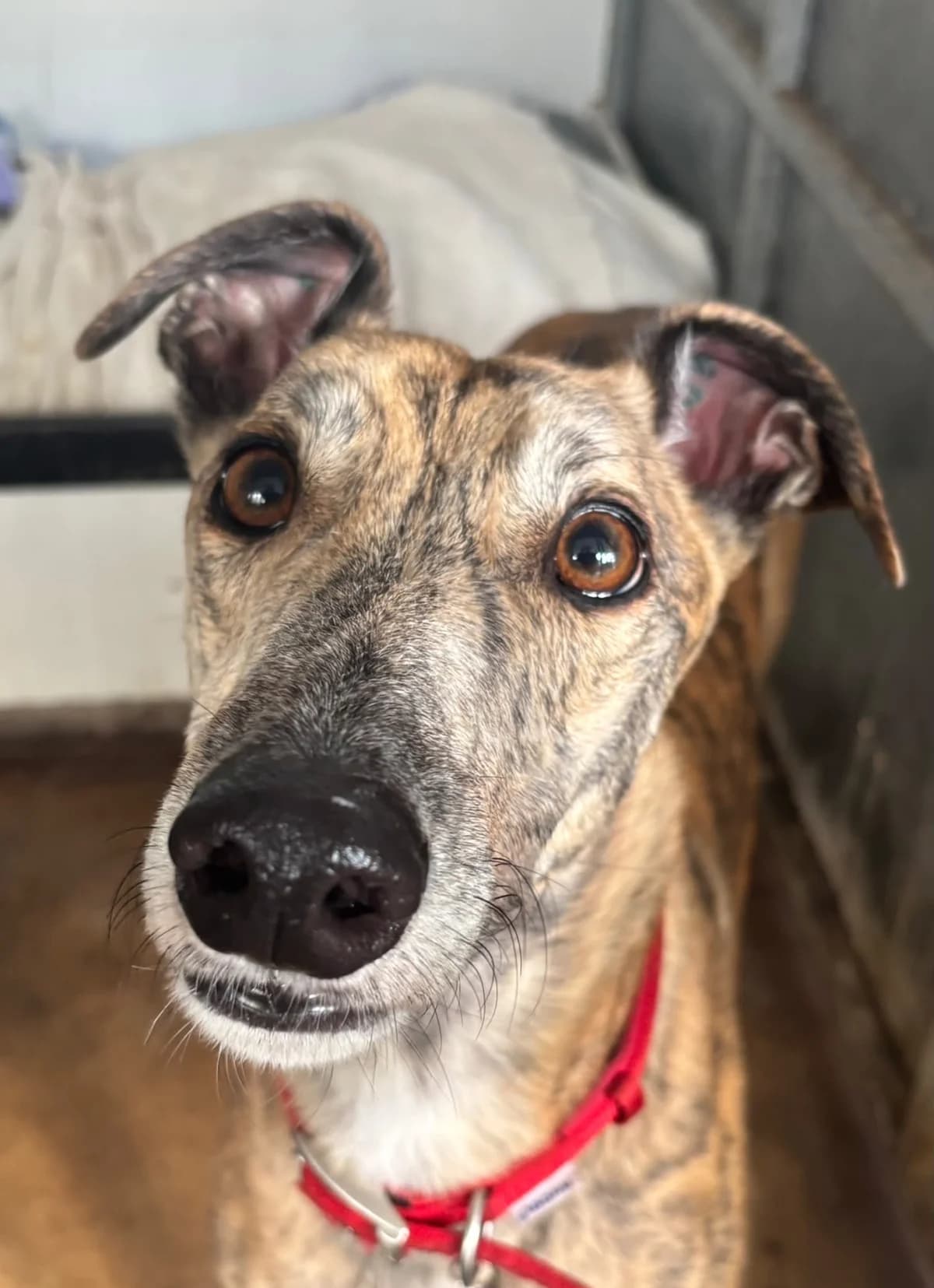 BEN (SHANNAS COVE), brindle male Greyhound for adoption at Home Run Hounds Greyhound Charity
