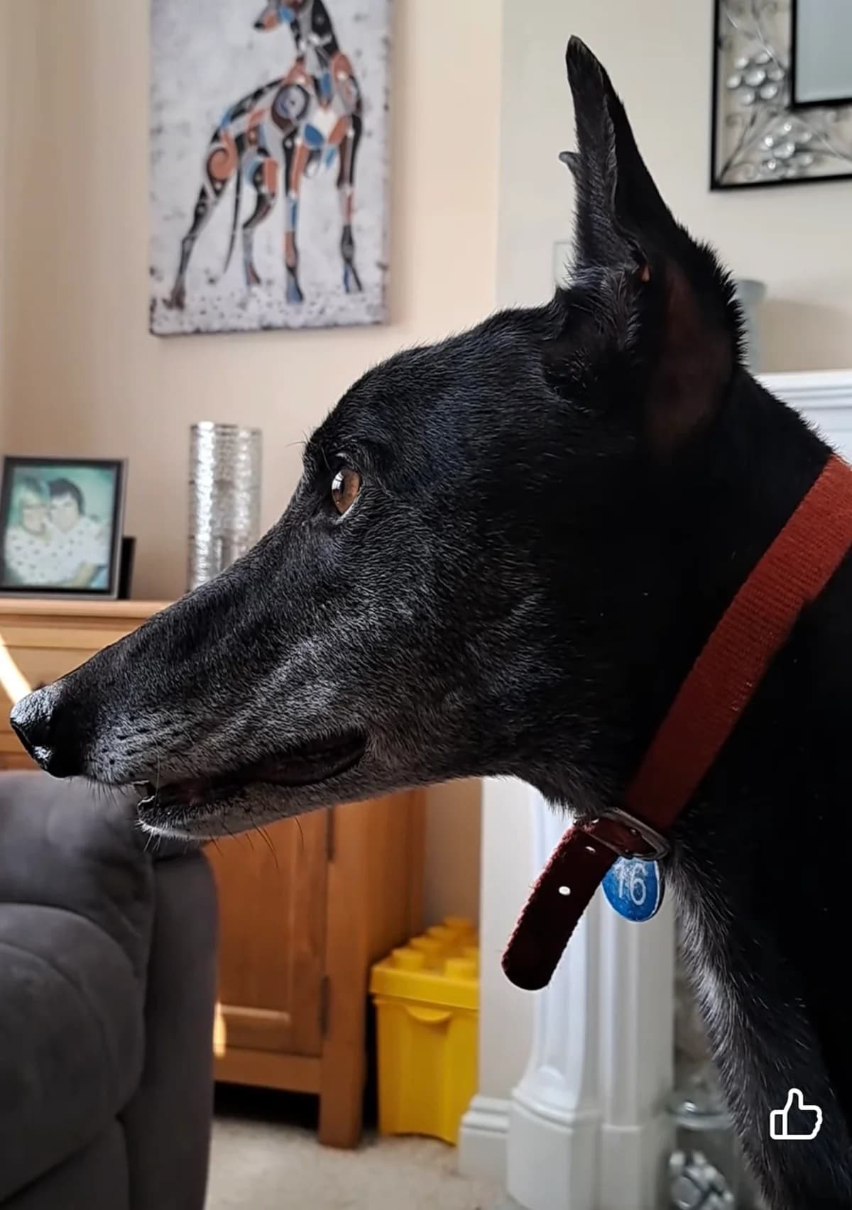BLAZE (IVY HILL BLAZE), black male Greyhound for adoption at Home Run Hounds Greyhound Charity