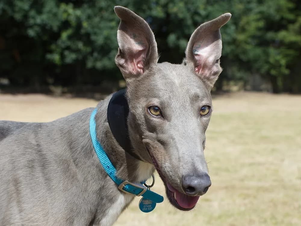 BLUEY (MELODY'S BLUE), blue male 3yo Greyhound for adoption at Home Run Hounds Greyhound Charity