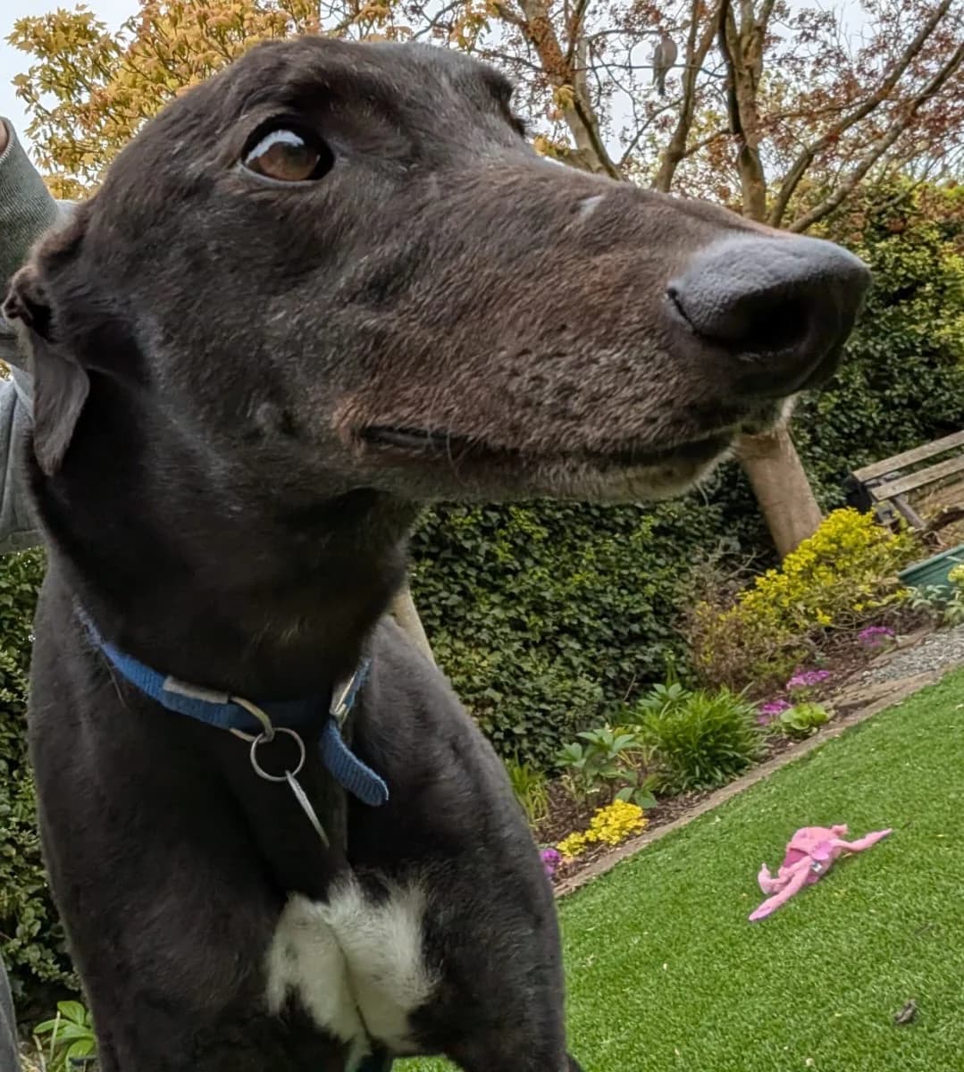 BOB (BOB'S BAR), black male Greyhound for adoption at Home Run Hounds Greyhound Charity