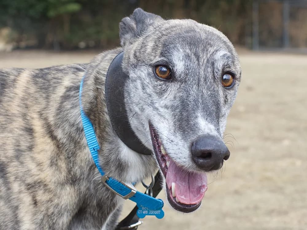 BRONZE (HARWELL BRONZE), brindle male Greyhound for adoption at Home Run Hounds Greyhound Charity