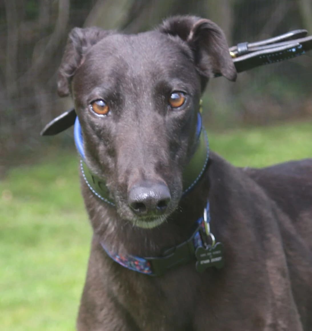 BRUCIE (ITSADREAMERSGAME), black male Greyhound for adoption at Home Run Hounds Greyhound Charity